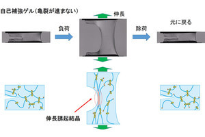 引っ張ると頑丈、力を抜けば柔らかくなる「自己補強ゲル」を東大が開発