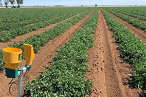 NECとカゴメ、農業ICTプラットフォーム「CropScope」を強化‐南半球の気候に対応