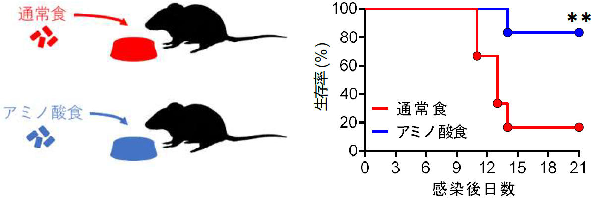 アミノ酸