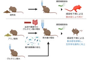 細菌感染性の下痢に伴う脱水症にはアミノ酸摂取が有効、慶大が確認