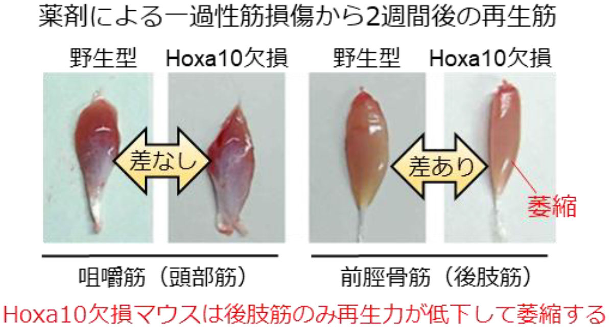 筋幹細胞