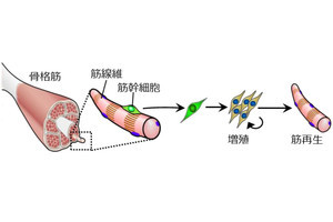 熊本大など、「筋幹細胞」の位置記憶は胎児期から保持していることを発見