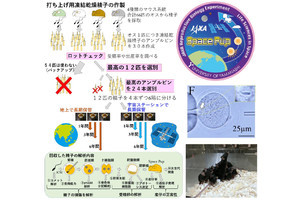 山梨大など、宇宙で6年間保存したマウスの精子で産仔を作れることを証明