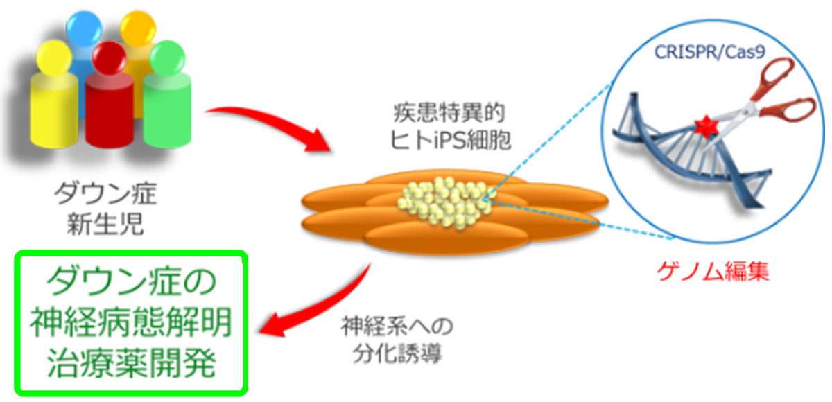 ダウン症候群