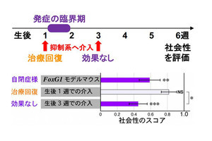 東京女子医大、自閉スペクトラム発症を制御する抑制回路の仕組みを解明