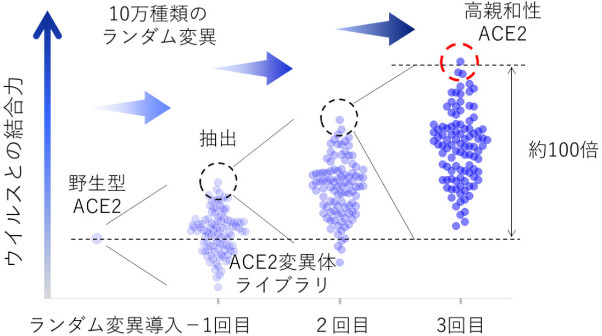 新型コロナウイルス