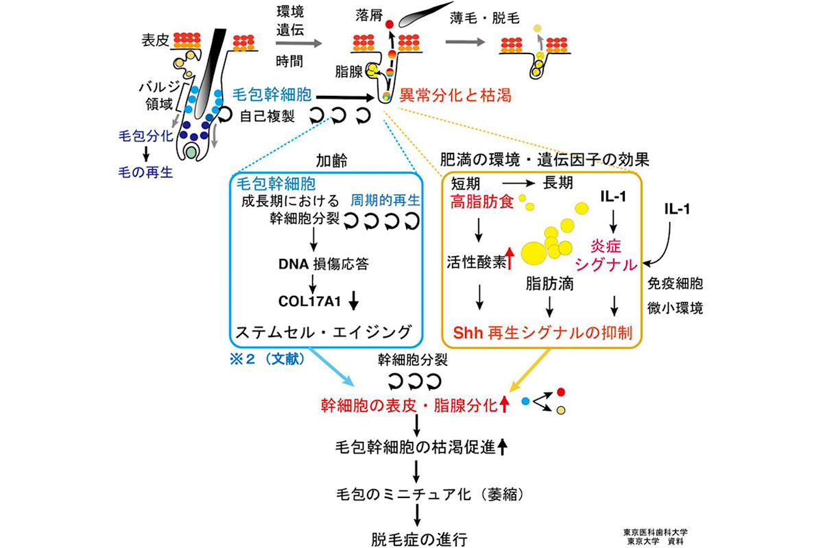 alt属性はこちら