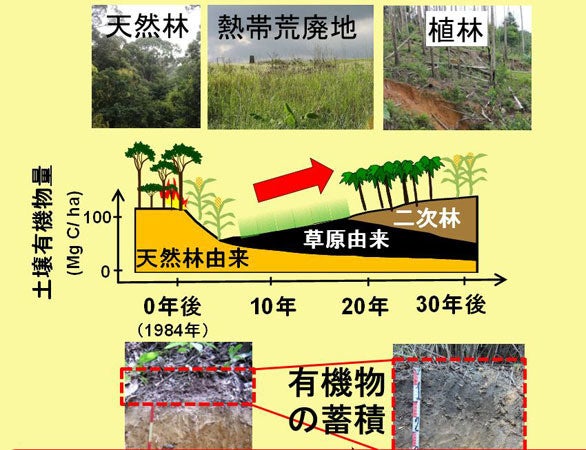 土壌酸性化土壌生成の駆動力になるモデル