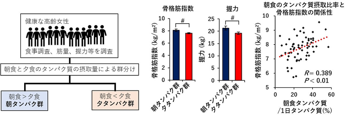 筋肉増強