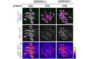 卵子の老化は食事制限で抑制できる可能性がある、理研がマウスで確認