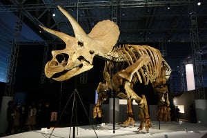 ほぼ完全な全身骨格化石の実物を間近に見れる「DinoScience 恐竜科学博」が開幕
