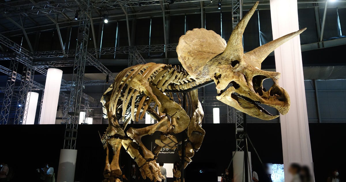 ほぼ完全な全身骨格化石の実物を間近に見れる Dinoscience 恐竜科学博 が開幕 Tech