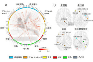 世界クラスの体操競技選手は脳のネットワーク構造が特徴的、順天堂大が確認