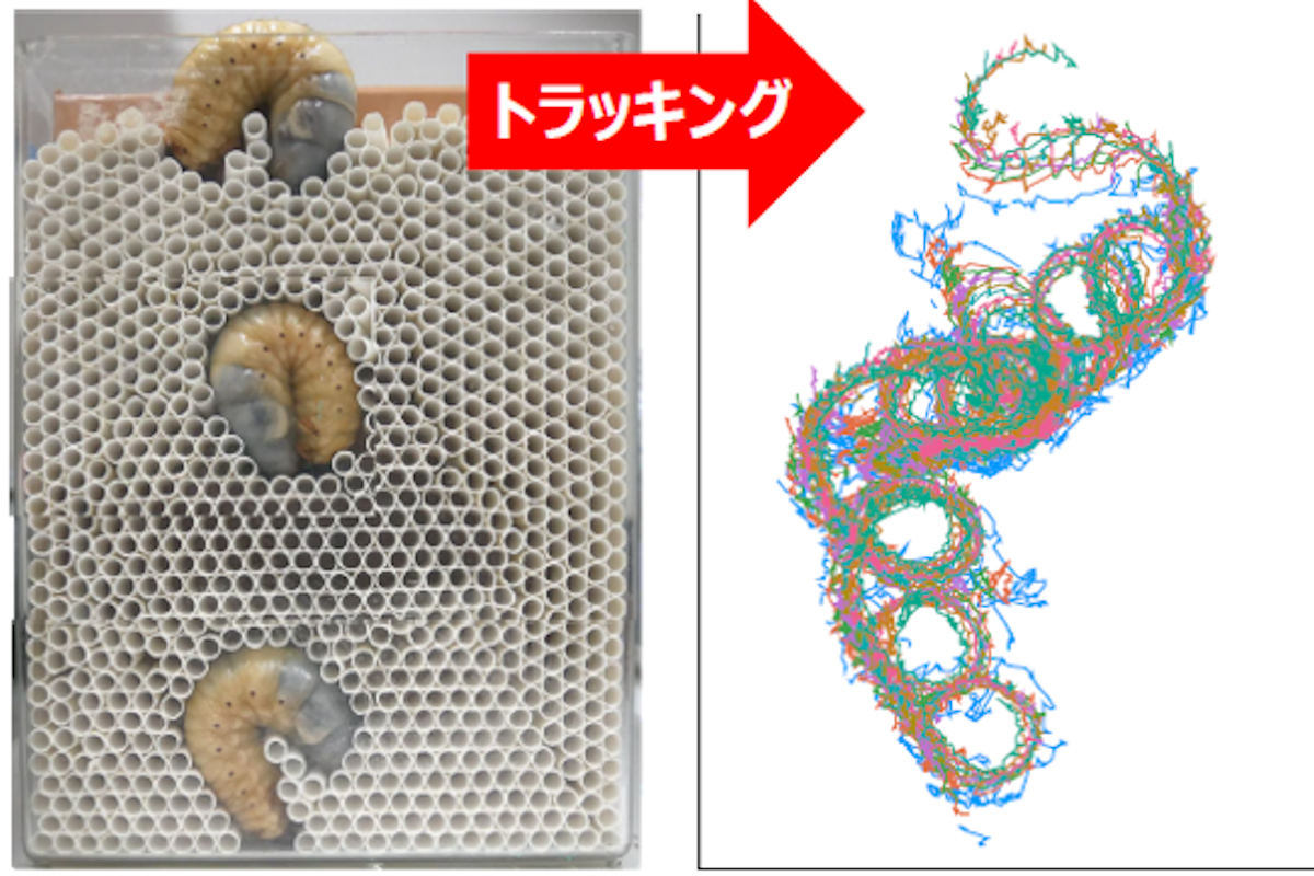カブトムシ