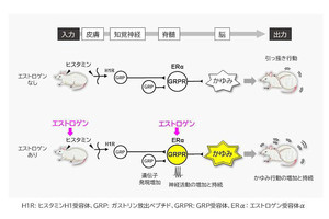 女性がホルモンの変動期にかゆみの感じ方が変化する仕組みを遺伝研などが解明