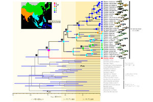 メダカは約6500万年前の巨大隕石による大絶滅も生き延びた、琉球大などが確認