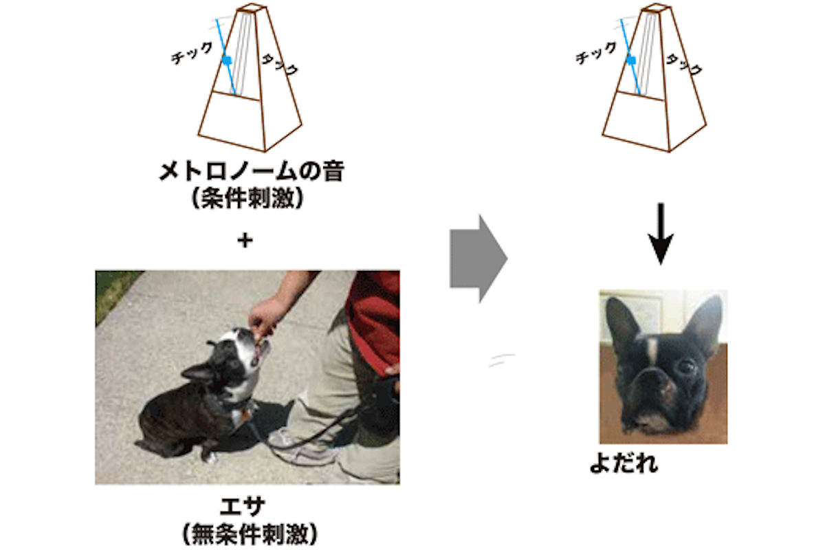 パブロフの条件反射