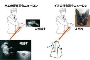 パブロフの条件反射の際の脳内の仕組み、NICTが解明