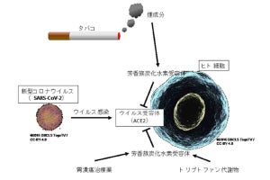 タバコの煙から抽出した物質にヒト細胞へのコロナ感染抑制効果を確認
