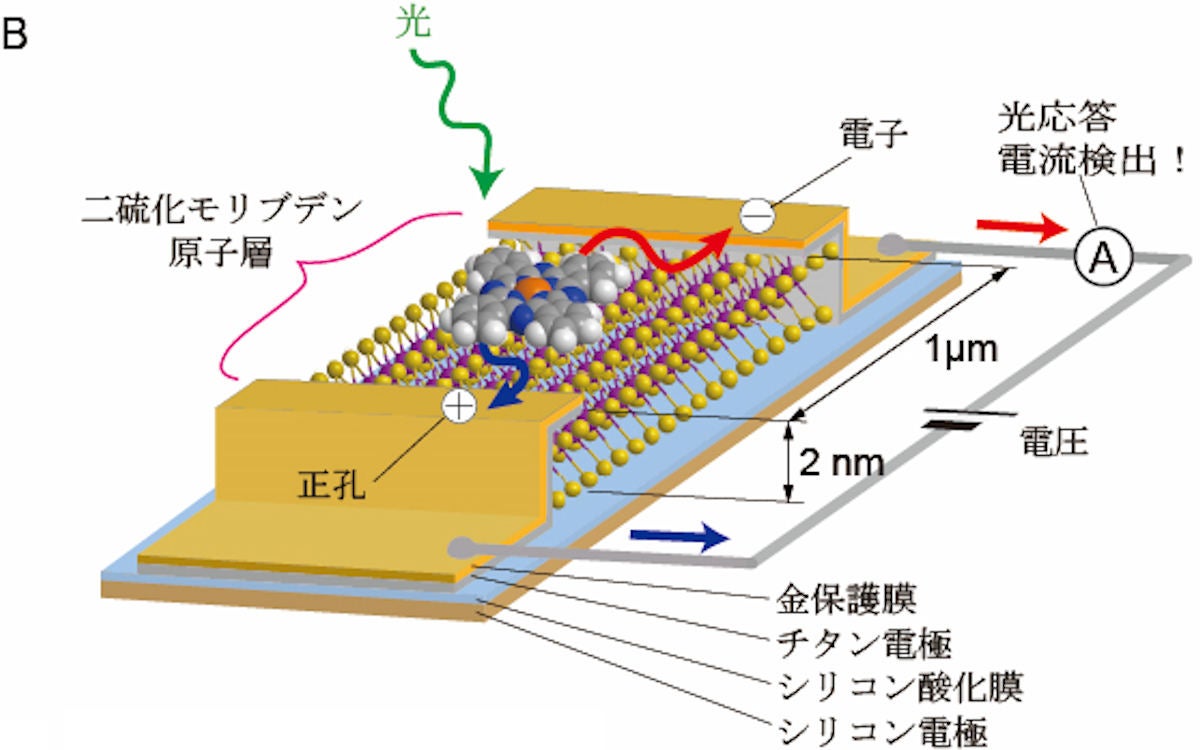 東北大、厚さ2nmでマイクロメートルオーダーの小型半導体薄膜センサを