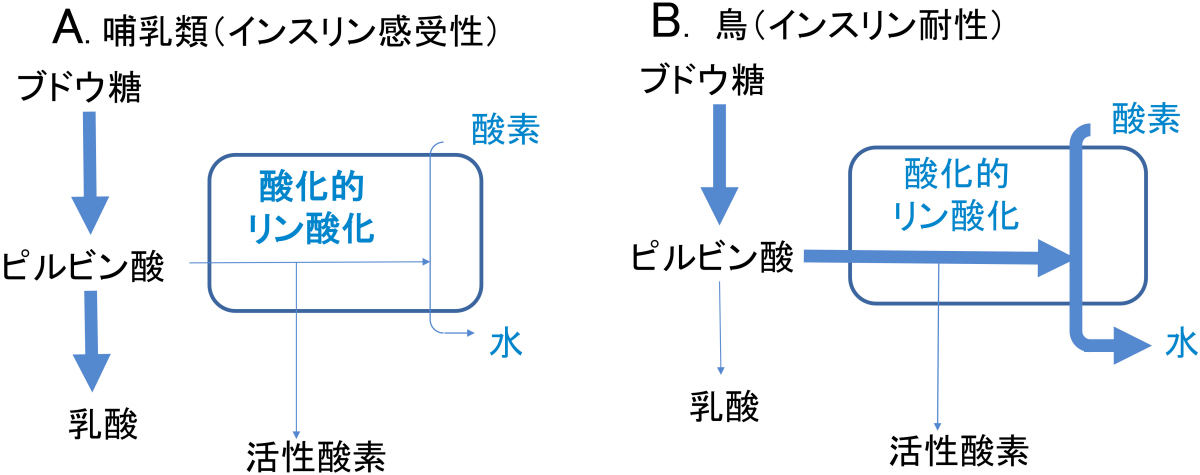 鳥は恐竜、恐竜は鳥