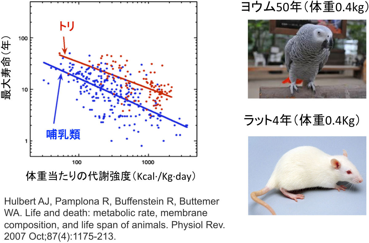 鳥は恐竜、恐竜は鳥