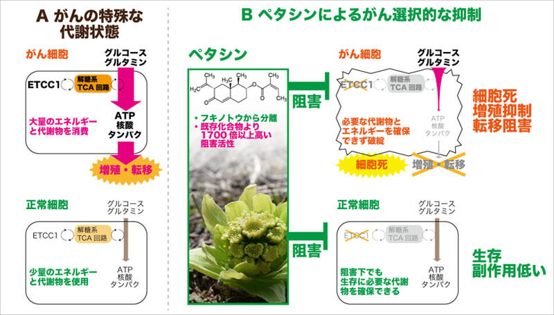 ペタシンによるがんの抑制