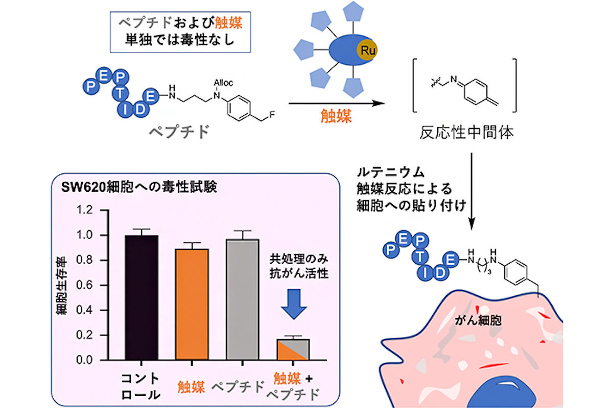 細胞毒性ペプチド