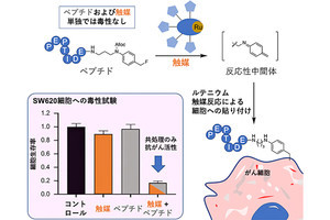 がん細胞にのみ貼り付いて作用する「細胞毒性ペプチド」、理研などが開発