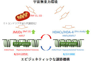 東北大、微小重力で身体作りが抑制されないよう調節する機構があることを発見