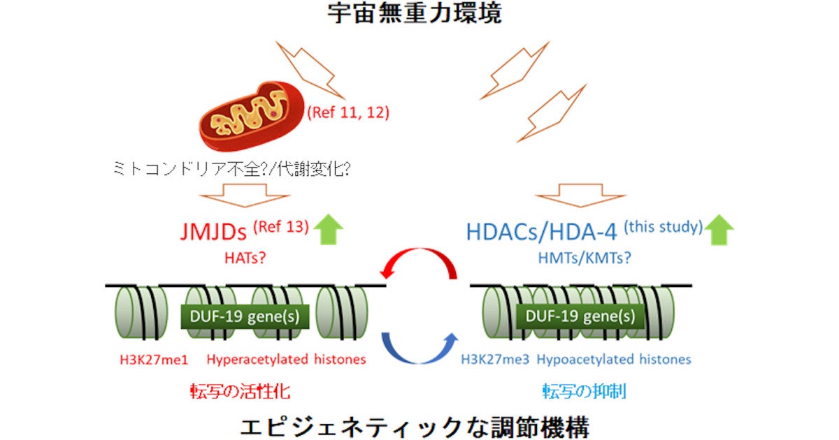 東北大 微小重力で身体作りが抑制されないよう調節する機構があることを発見 Tech テックプラス