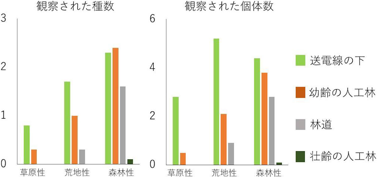 チョウと人工林