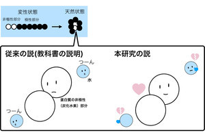 長年信じられてきた「疎水基が水を嫌う」というイメージは間違いだったことが判明