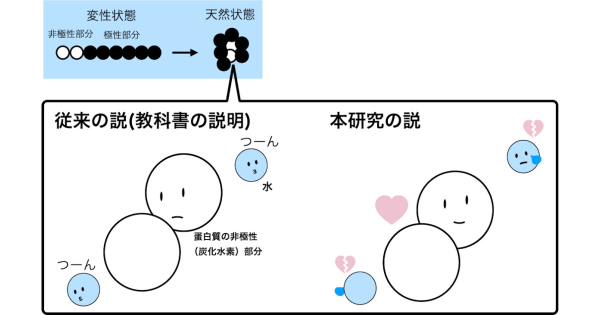 疎水性相互作用 オファー 石鹸