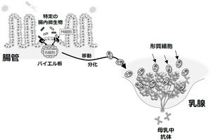 母乳に含まれる免疫抗体の産生には腸内細菌の力が必要、東北大などが確認