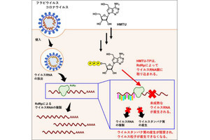 新型コロナに対して強力な抗ウイルス活性を持つ化合物を北大が発見