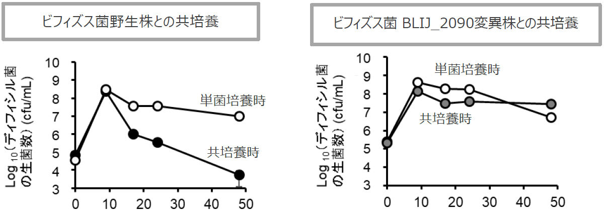 ビフィズス菌