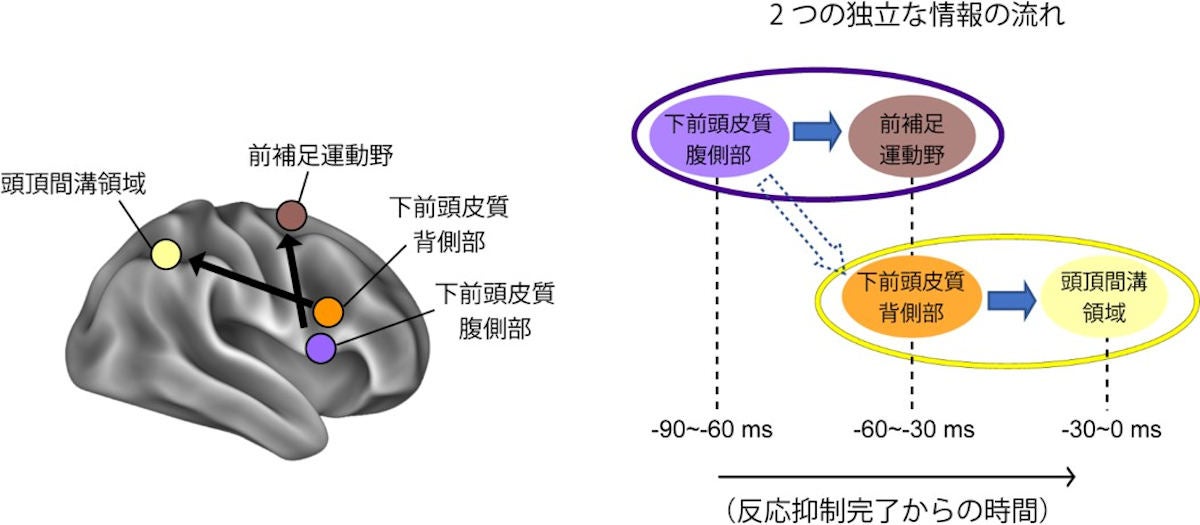 脳科学