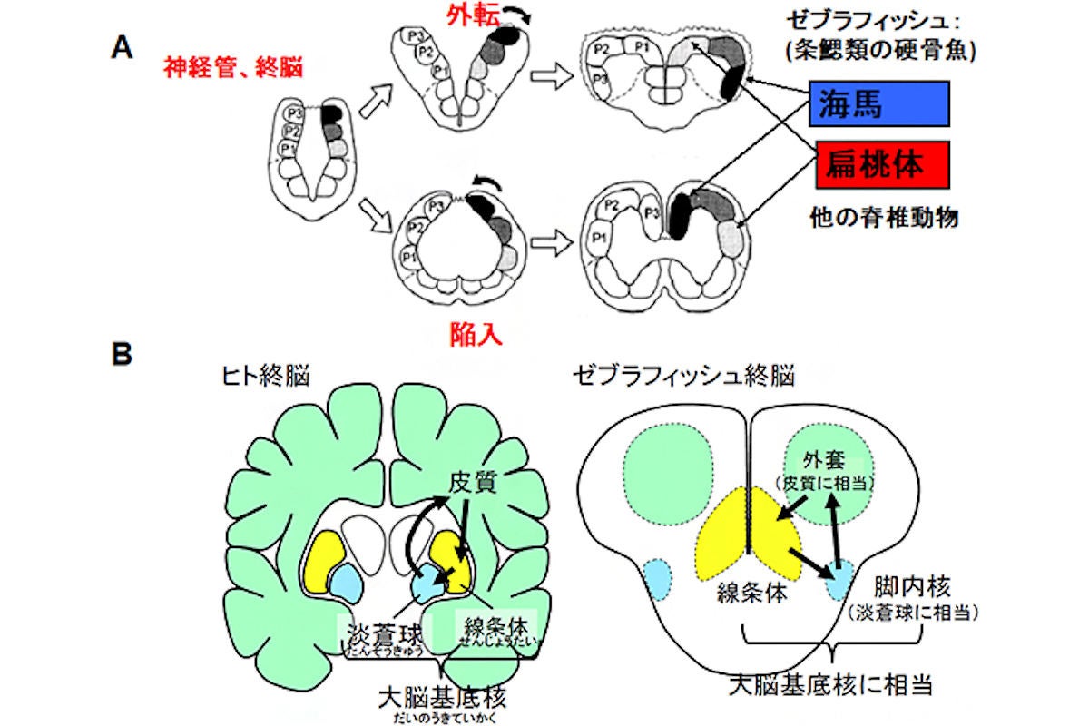 脳科学