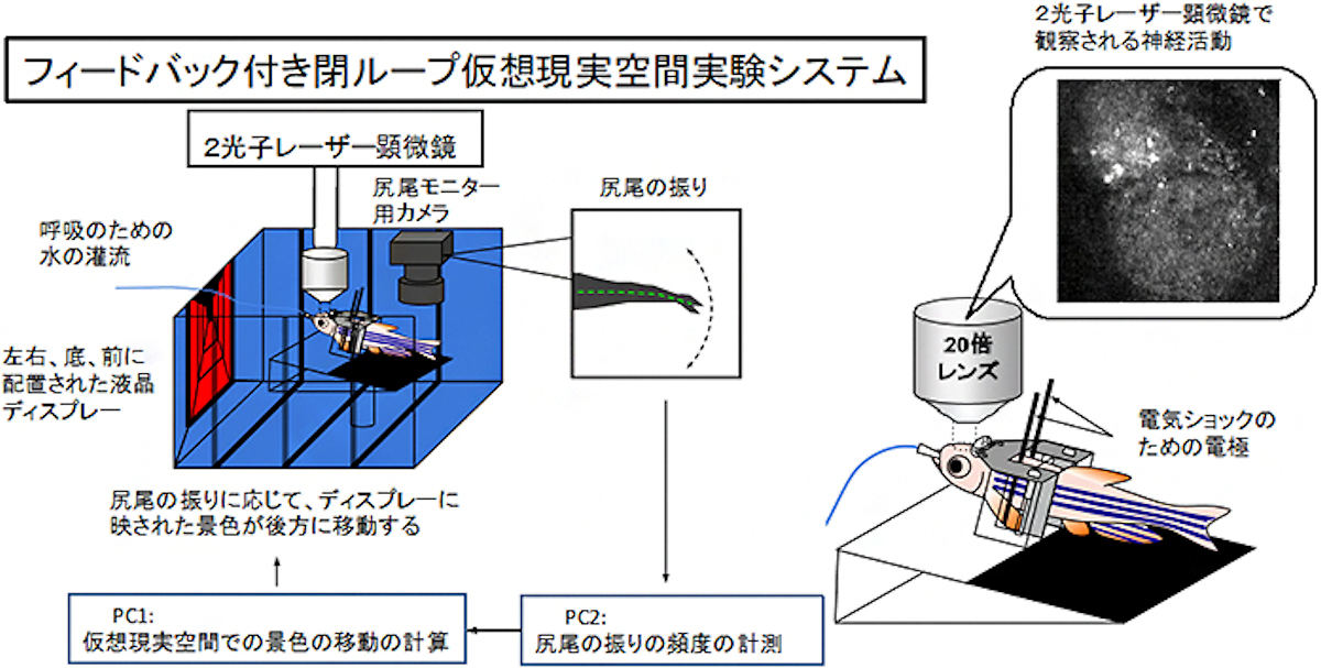 脳科学