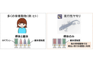 なぜヤモリは夜でも色を識別できるのか？　京大などが仕組みを解明