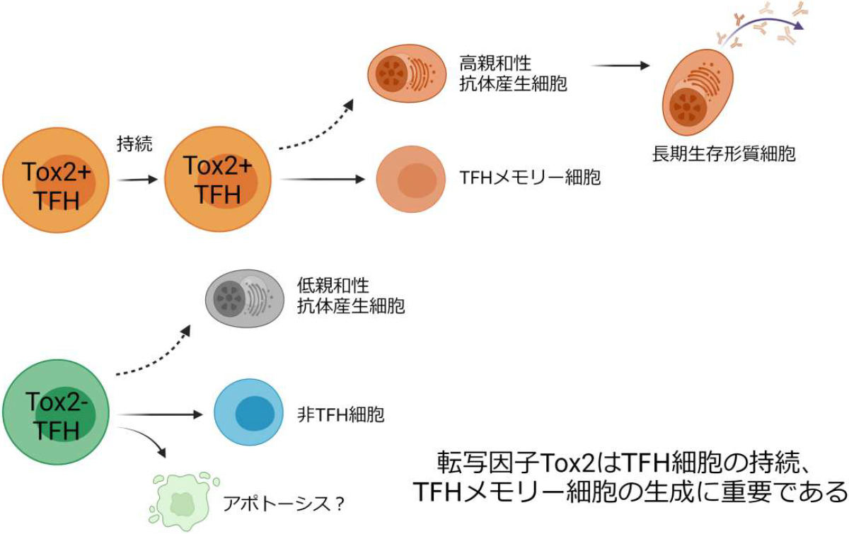 T細胞