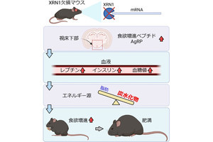 食欲や肥満を制御する脳内タンパク質、OISTが発見