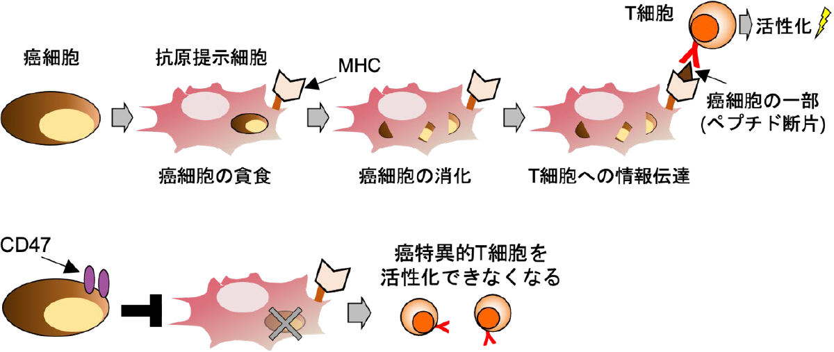 がん研究