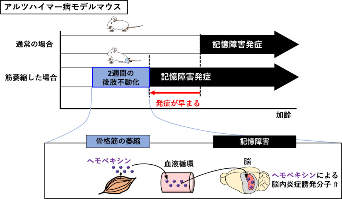 認知症