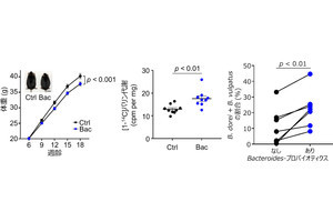 神戸大、腸内細菌が褐色脂肪組織を制御して肥満を抑制することを発見