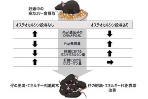 妊娠中の高カロリー食摂取が子供の肥満などの原因の一因に、九大が仕組みを解明