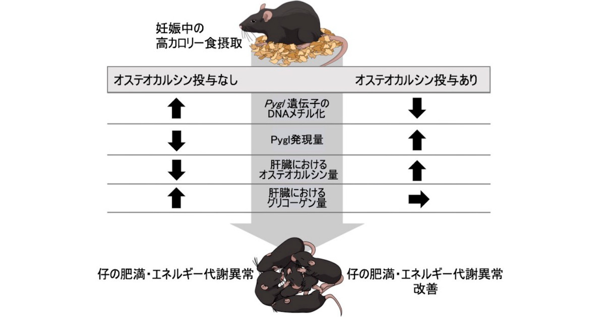 妊娠中の高カロリー食摂取が子供の肥満などの原因の一因に 九大が仕組みを解明 Tech