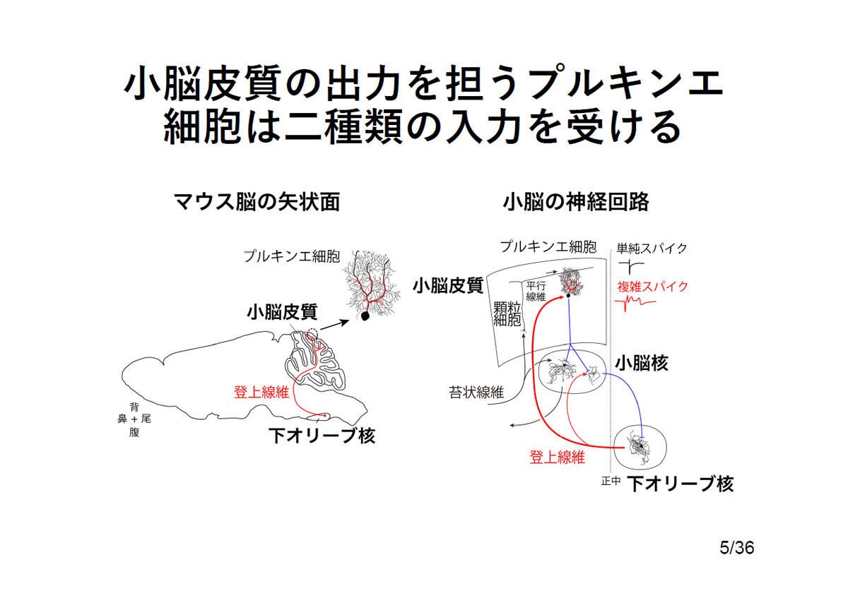 alt属性はこちら