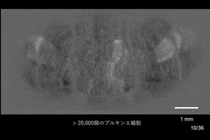 理研、マウス小脳全体で変化する感覚入力のリアルタイム可視化技術を開発